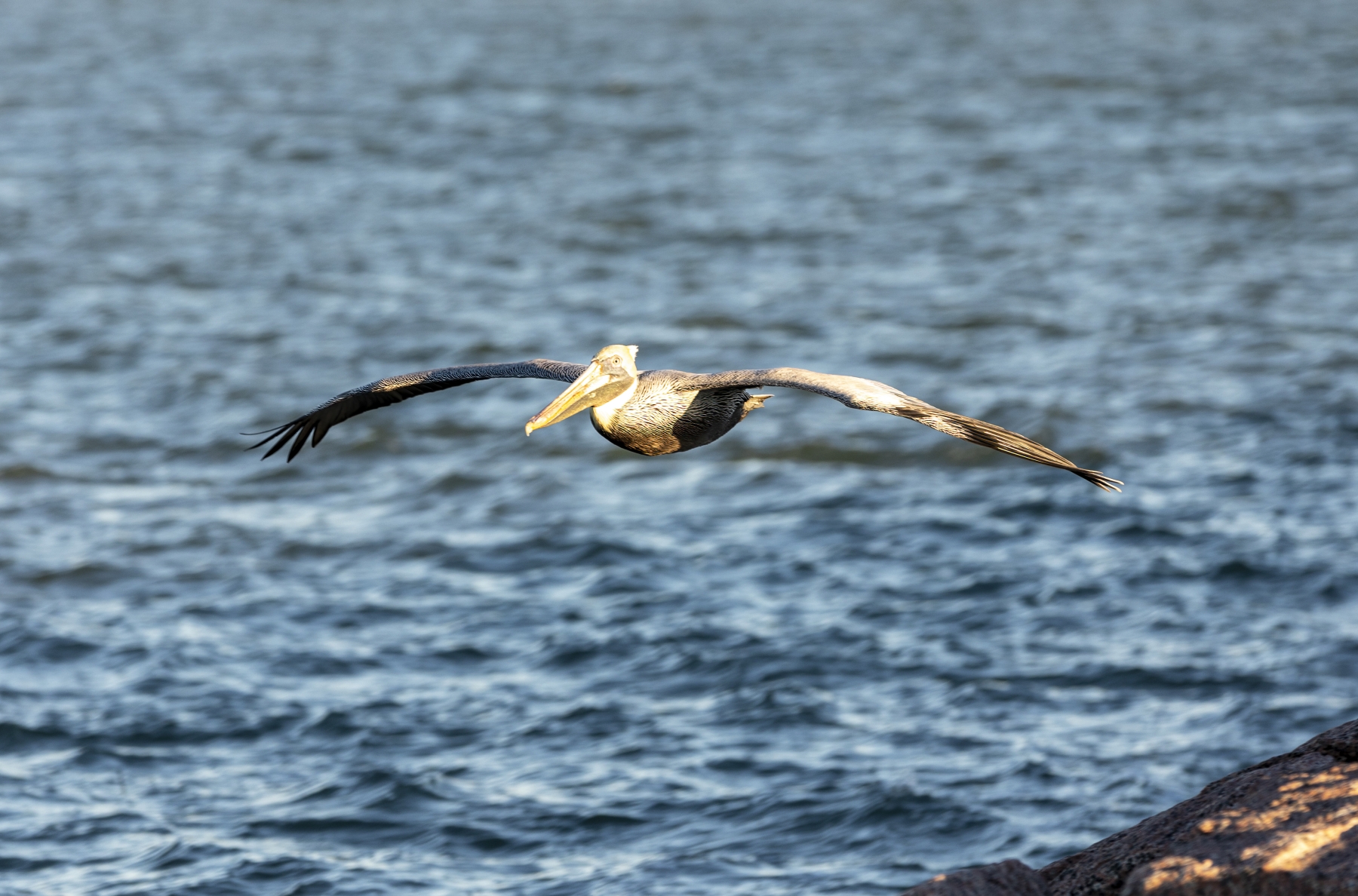 Brown Pelican, Port Aransas, Texas